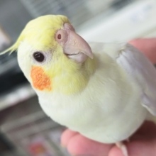 まさにツンデレかわいい～🍦 オカメインコ(ルチノー)