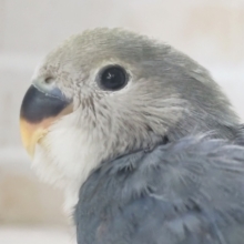 素敵なブルーがたまらない～🫐 コザクラインコ(バイオレット)