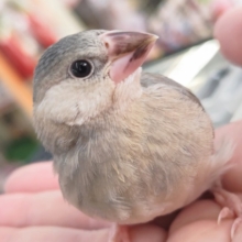 🌟最新画像🌟 元気いっぱい！桜咲くっ～🌸 桜文鳥🐣