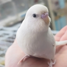 🌟最新画像🌟 元気いっぱいな天使さん～！？🪽 セキセイインコ(白ダブルファクター)