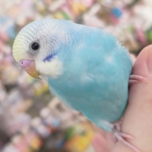 🌟最新画像🌟 青と黒が引き立て合う～🌈 セキセイインコ(レインボー系)