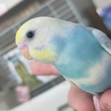 🌟最新画像🌟 絵に描いた様な色合い～🌈 セキセイインコ(パステルレインボースパングル)
