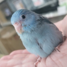🌟最新画像🌟 成長楽しみな青い怪獣さん～💙 マメルリハインコ(ブルー)
