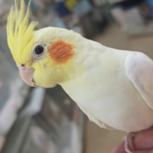 カキカキが好きなんです～🤍 オカメインコ(ルチノー)
