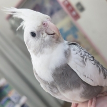 🌟最新画像🌟 カキカキとっても大好き～🤍 オカメインコ(ホワイトフェイスパールパイド)