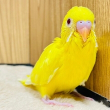 元気いっぱいな食いしん坊ちゃん💛セキセイインコ（ルチノー）ヒナ