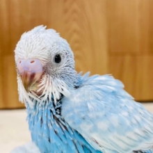青空カラー🩵セキセイインコ（スパングル）ヒナ