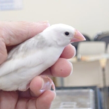 最新画像になります☆彡　ぐりぐりぐるぐるーー文鳥☆彡　うとりうっとり～～顔♬　白文鳥☆