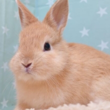 【動画更新🪄】面倒見がよさそーー☆　お兄ちゃん風、ふきまくりぃ～　ネザーランドドワーフラビット♫
