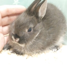 【動画更新🪄】守ってい頂けると。。。　嬉しいなっ☆　ネザーランドドワーフラビット～～