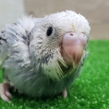 渋いカラー！グレーパイドのセキセイインコ入荷！