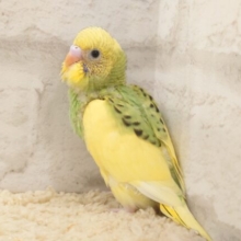 ぱっつん翼、パッツン胸もとカラー♬　セキセイインコ　パイド～～