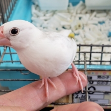 ベタなれだよ～🤍 白文鳥🐣