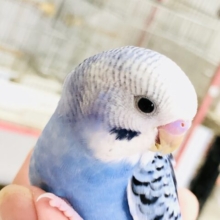 【最新画像更新☆☆】そのカラーは濃いほど美しく・・・　セキセイインコ