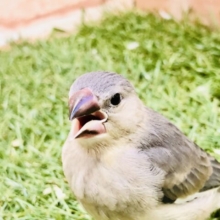 【最新画像更新☆☆】つるつるベイビー！！　桜文鳥