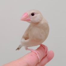【最新画像更新2024年6月21日】ミルクティーのような淡いカラー🌟シナモン文鳥　ヒナ