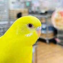 【動画更新🪄カゴデビューしました⭐︎】そこに居るだけで華やか🌟セキセイインコ（ルチノー）