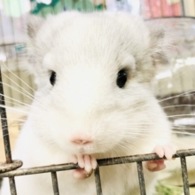冬にこたつで食べると美味しい雪〇大〇？？　チンチラ