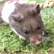 もちもちぷっくりバディ♪♪　カラーハムスター