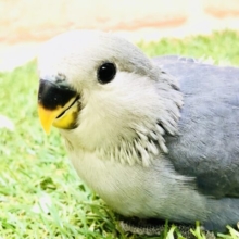 【最新画像更新☆☆】どんな濃いめカラーになってくるのかな？？　コザクラインコ
