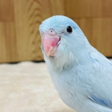 綺麗すぎるカラーに魅了されます♡マメルリハインコ（アメリカンホワイト）男の子