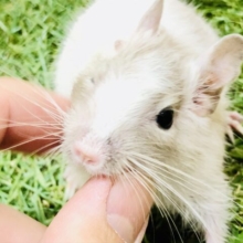 激甘！！メロメロになっちゃいそうです～(´艸｀*)　デグー