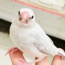 【最新画像更新☆☆】白銀のいかしたカラーのあいつがやってきた♪♪　シルバー文鳥