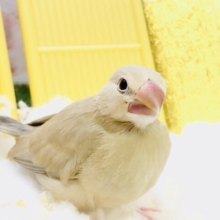 大人気の・・・ミニ恐竜♪♪　シナモン文鳥