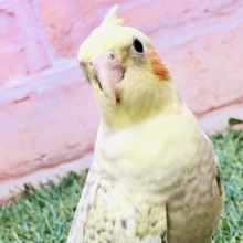 もっちもっち人気カラーがやってきた♪♪    オカメインコ