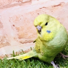 モチモチな鳥さん　ギャップ萌えに注意！！　ジャンボセキセイインコ