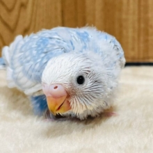手のひらで眠っちゃう♡セキセイインコ（スパングル）ヒナ