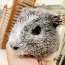 チリチリが久しぶりにやってきましたよ～！！　テディモルモット