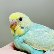 【最新画像更新🪄】柔らかいカラーが人気♡セキセイインコ（パステルカラーレインボースパングル）ヒナ
