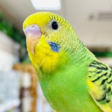 【動画更新🪄ひとり餌になりました⭐︎】好奇心旺盛な食いしん坊♡セキセイインコ（パイド）ヒナ