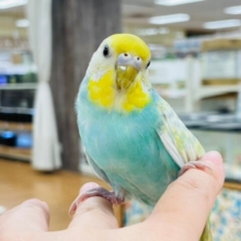 【最新画像更新🪄】わくわくっ♪表情豊かで癒される🫧セキセイインコ(パステルレインボースパングル) ヒナ