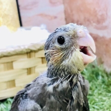 【最新画像更新☆☆つるつるなノーマルちゃんがやってきました～♪♪　オカメインコ