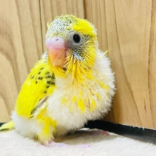 くりっくりお目目に見つめられちゃう♡セキセイインコ（ハルクイン）ヒナ