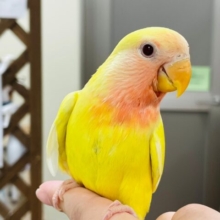 【最新画像更新🪄2回餌になりました⭐︎】じゅわっとフレッシュ果汁🍊コザクラインコ（ルチノー）ヒナ