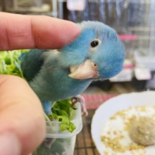 なでてなでて~ ❤︎*ˊᵕˋ激かわ美ブルー💙⭐︎手乗りマメルリハインコさん､男のコ♂