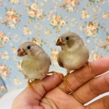 最新画像❢❢ 🔆🤍キンカチョウ　シナモンちゃん🤍🔆