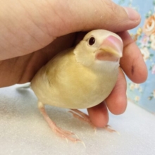 最新画像🌟ヒナご飯卒業🫶🏻ほっこ~り🩵⋆* 癒し溢れるかわいいかわいい手乗り文鳥さん🫧