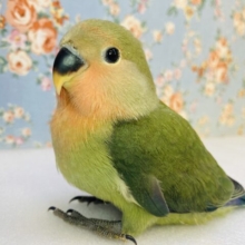 天使のかわいさ🥰🪽手のりコザクラインコ(オリーブ)💚🫒
