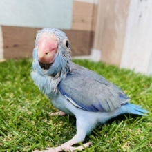 濃いめのブルーがかっこいい男の子✨マメルリハインコのコバルト！！