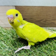 優しい色合いの美しい子🤩セキセイインコのスパングル！！