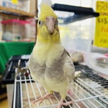 甘えん坊さんになったよ♡オカメインコのパールパイド)入荷しました❤
