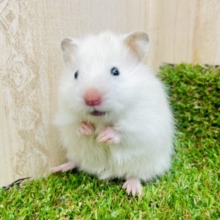🐹いまどき綿菓子ハムスター👒👒👒　カラーハムスター　ホワイト　女の子　
