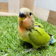 最新画像あります✨まん丸おめめのマジキャワ1000%💕コザクラインコのノーマル！！