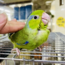 なれてるよ〜❣️1人餌❣️手のり❣️最新画像・動画になりますよ🌟一緒にウキウキ気分でピクニックでもどう～？☀☀☀　マメルリハ　ノーマル　男の子