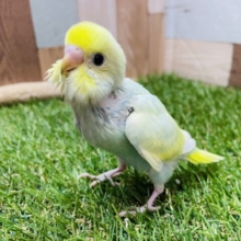最新画像あります☺️淡いお色が人気の美カラーちゃん✨セキセイインコのパステルカラーレインボー！！