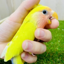 最新画像🎀🎀らうらうと愛敬めでたしコザクラインコ🍊　コザクラインコ　ゴールデンチェリー
